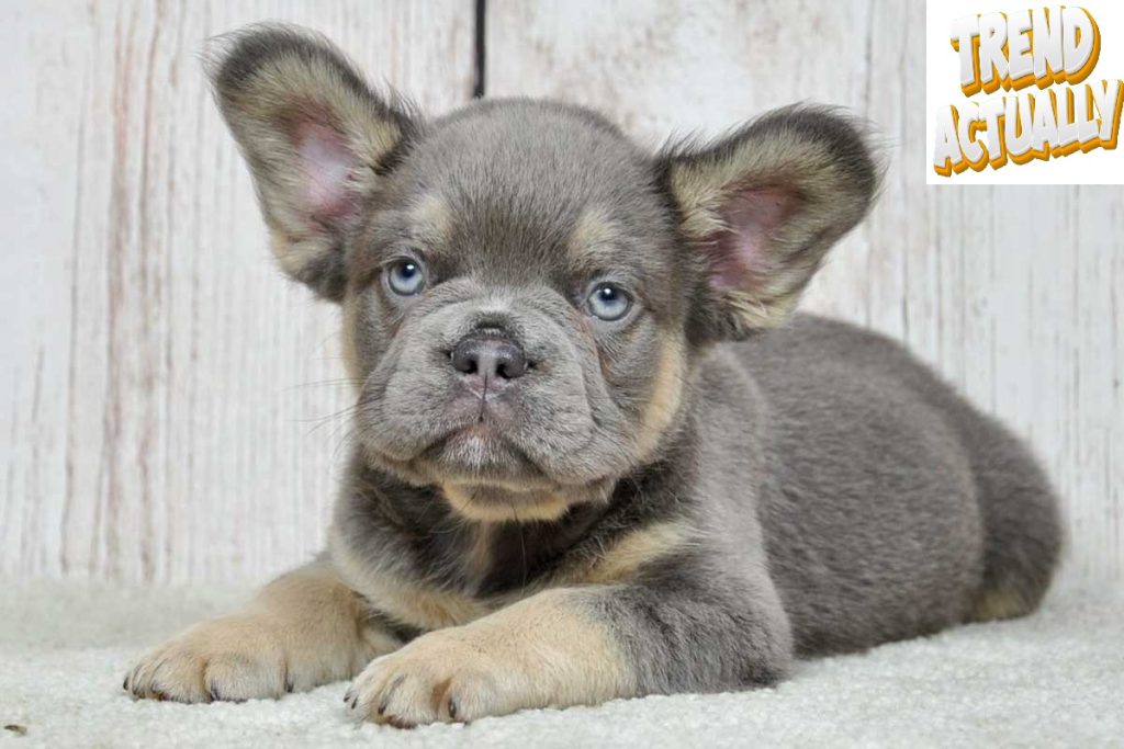 Fluffy French Bulldog Info, Temperature, Appearance, History, Care 2024